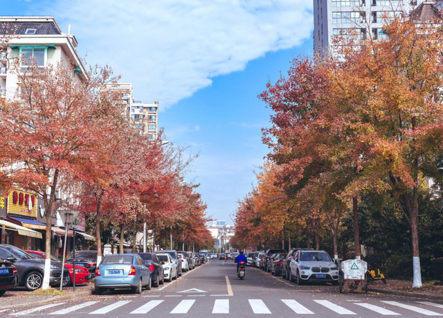 宁波秋色已“加载”80%！收好这份“金色地图”，随时打卡