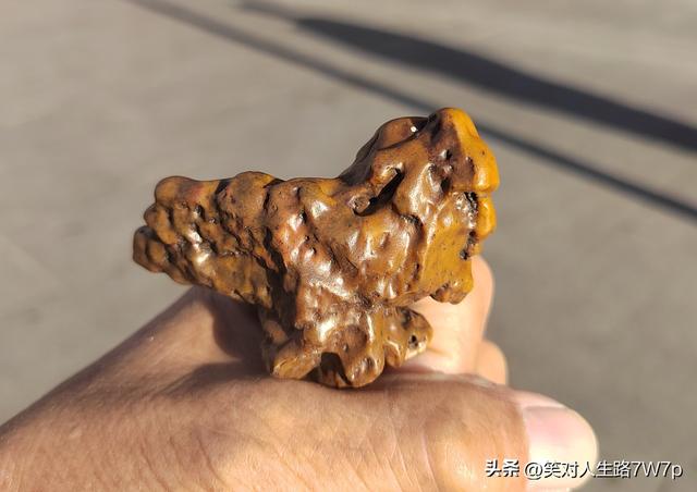 戈壁老皮石，沙漠中的活化石