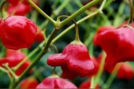 全球辣度最高的辣椒盘点？世界十大最辣辣椒排行？第一可致命！图片