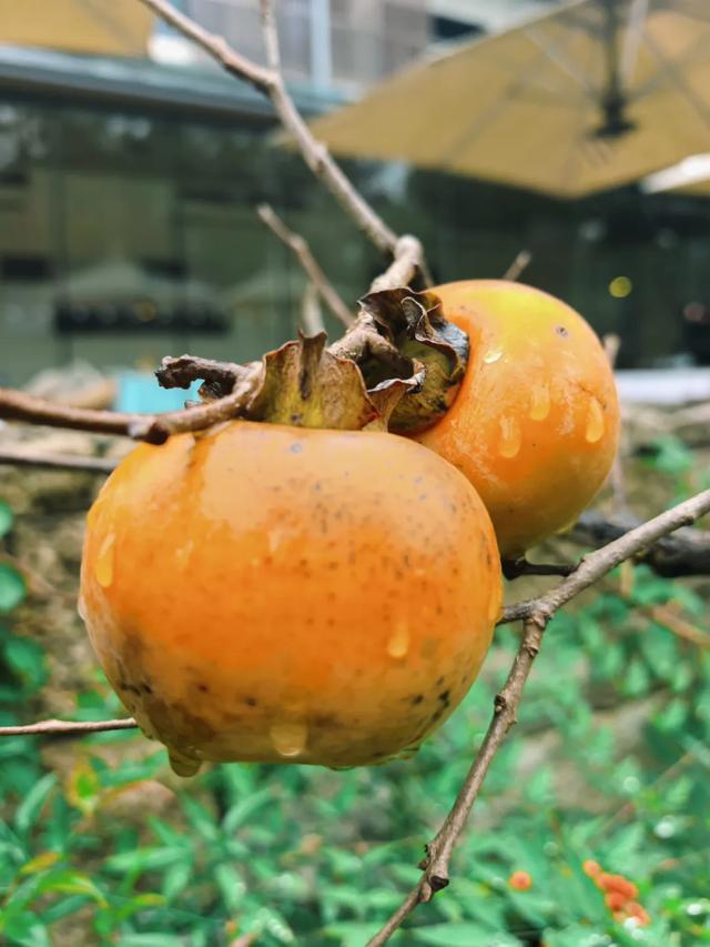 更年期小阿姨的胡同漫游