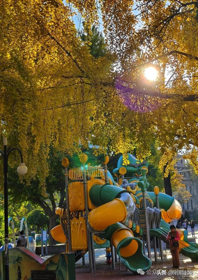 大连市内银杏顶流,百年公园银杏最佳观赏期到了