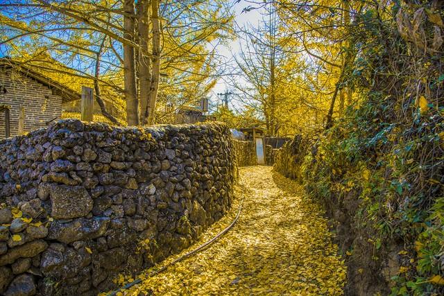 11月-12月的金色盛宴，9个绝佳的银杏观赏地，可以准备出发了