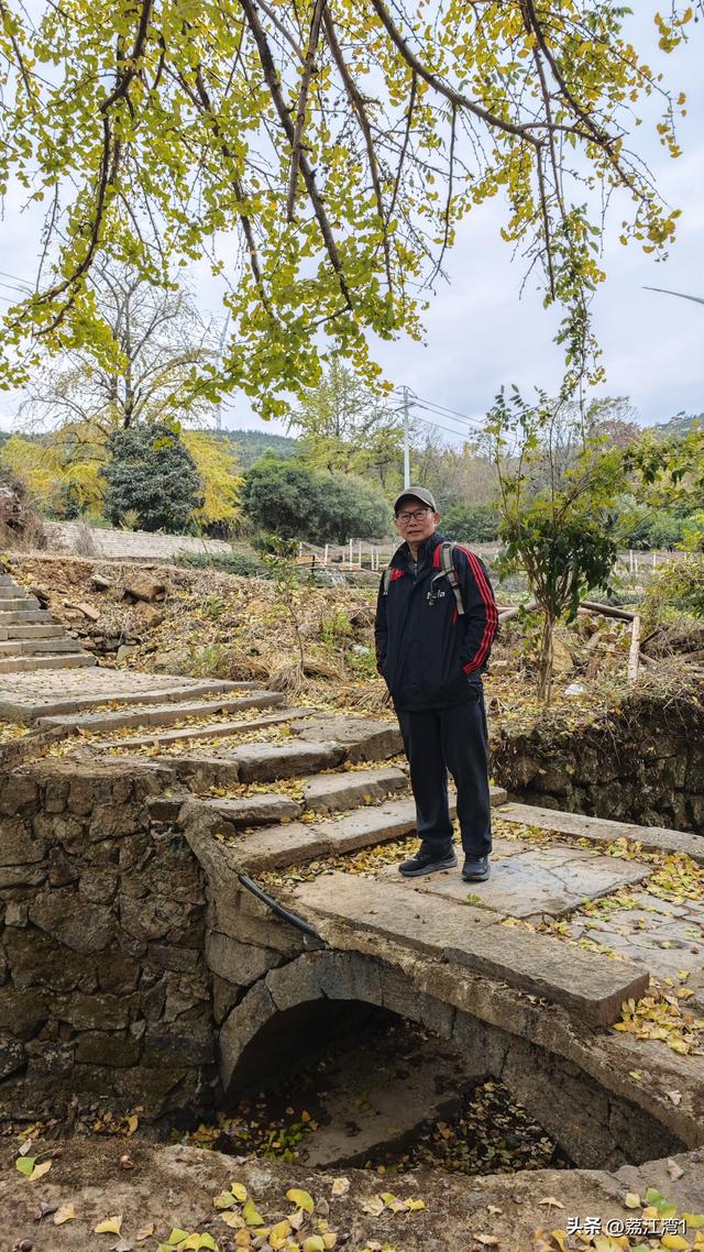 游长岗岭古村，观飘黄银杏