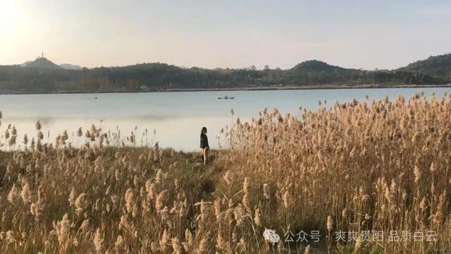 秋天的浪漫信号，是从白云随风摇曳的蒲苇开始