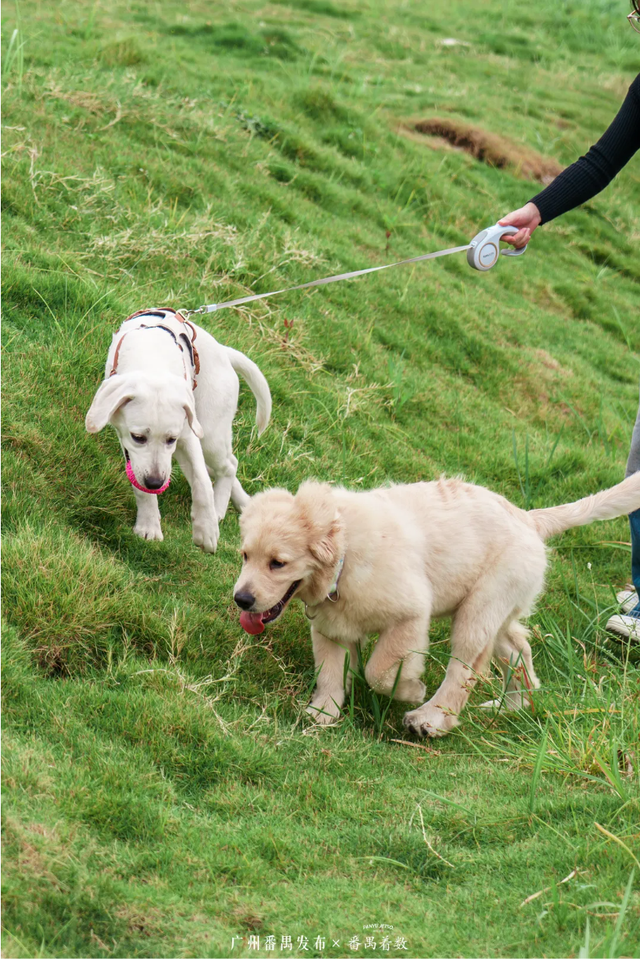 番禺秋日治愈系天花板！在这里江边漫步，才是顶配的私藏浪漫