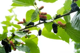 揭秘桑树的多用途：从食物到药材的全面解析图片