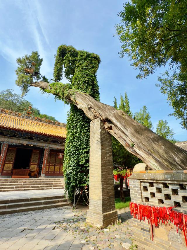 南山有嘉木（天水南郭寺）