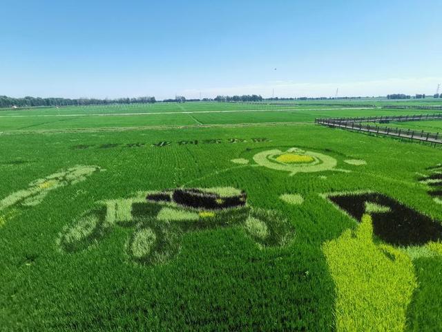 坐小火车打卡稻田画！这个地方生产观光两不误！