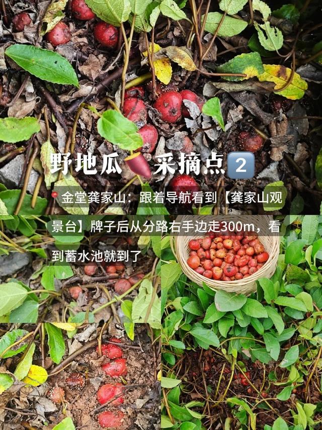 成都南门1h亲子游宝藏地，捉螃蟹、捡蘑菇、徒步钓鱼，太好玩了！
