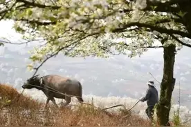 七律·一树梨花压海棠图片