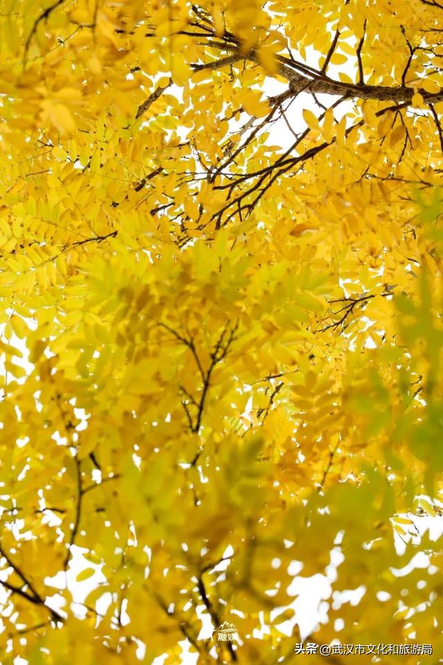 大降温后，青山最美冬景即将上线！