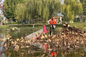 清理荷叶枯草 守护水域生态图片