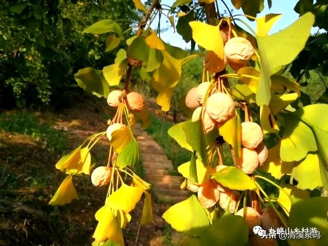 九峰大廊古银杏：岁月的金黄絮语