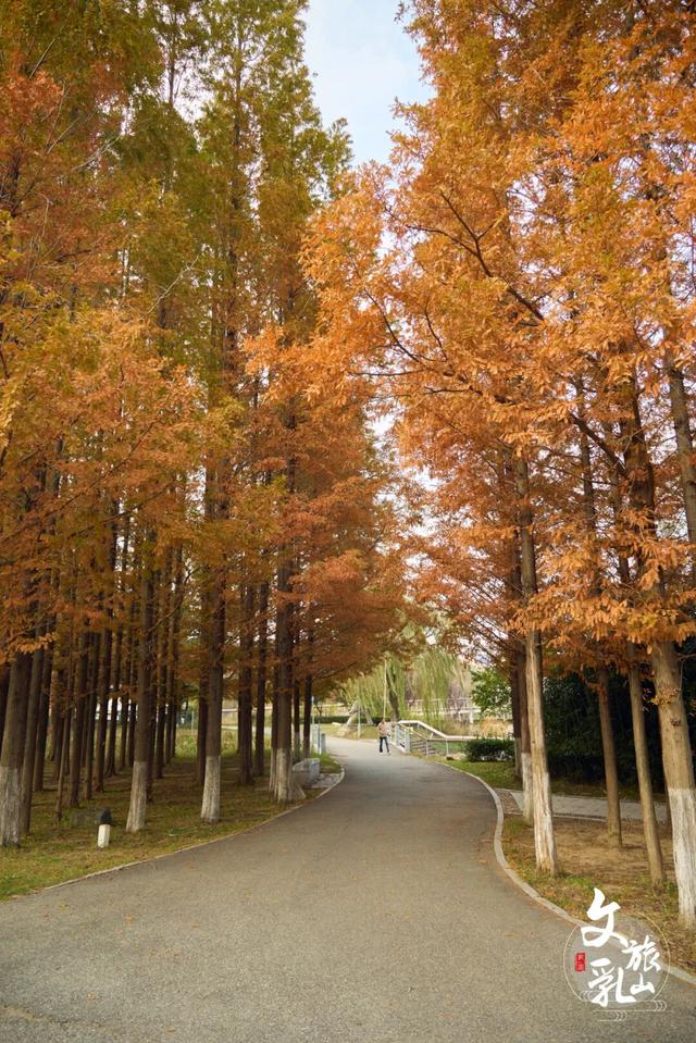 当秋风吻过乳山：一场关于色彩与治愈的漫步指南