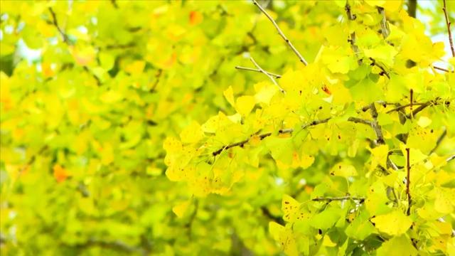 连城宣和:银杏披金 秋景如画