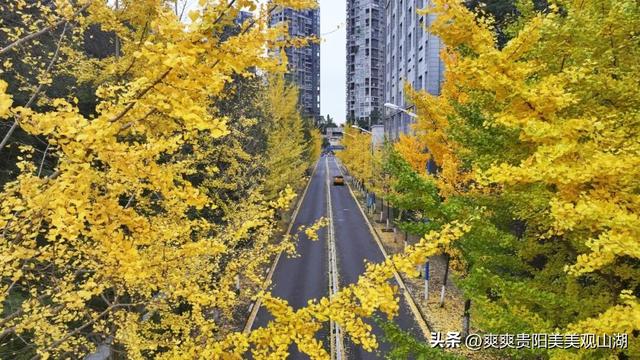 观山湖藏着一封金色情书，落款是银杏与梧桐（附最全攻略）