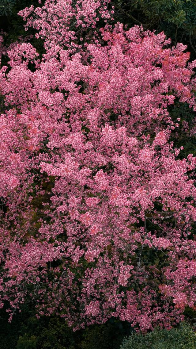 腾冲2026年度文旅活动主题发布，月月有惊喜！