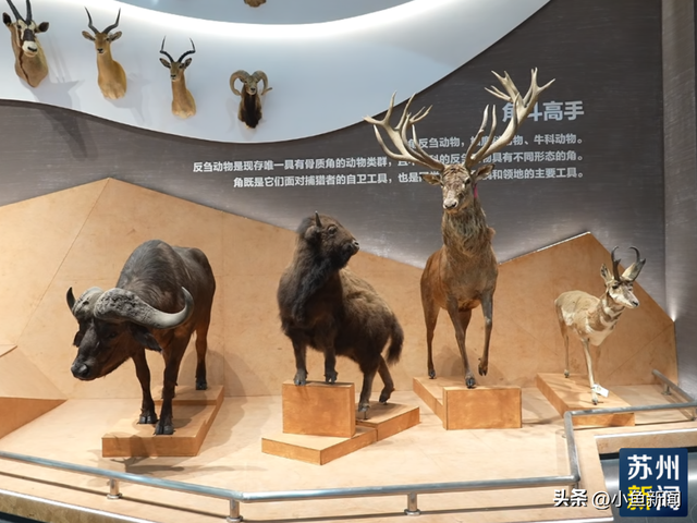 首次公开！苏州新地标，即将开启压力测试...