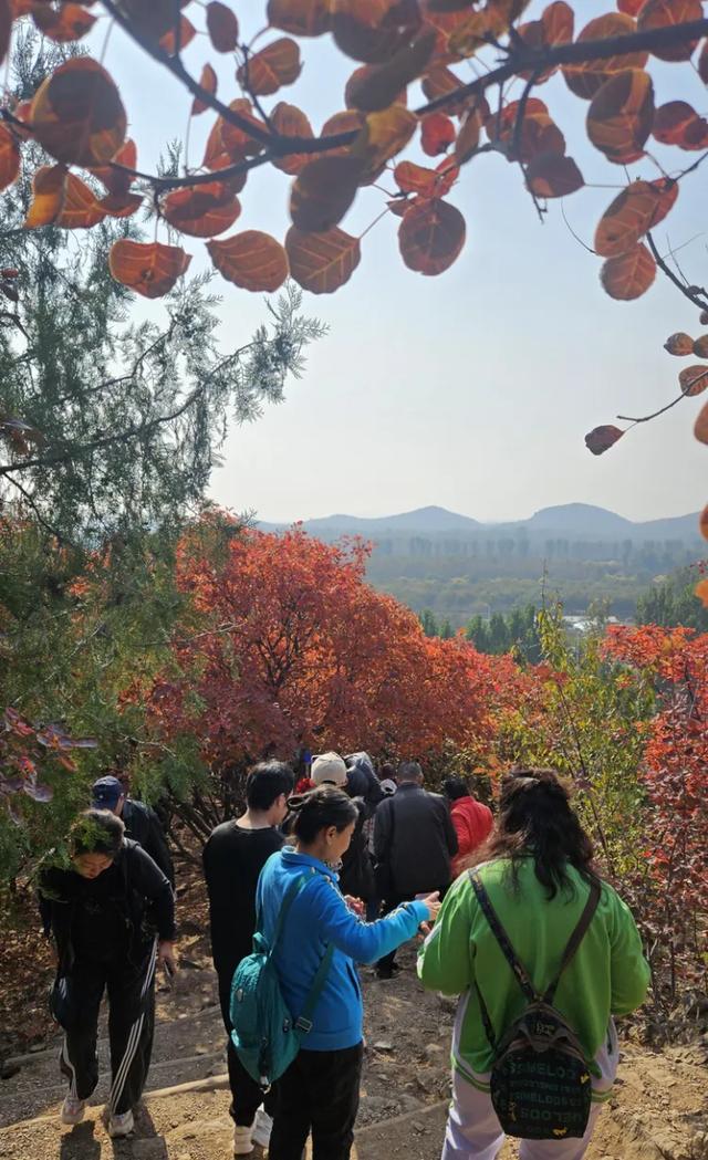 京郊红叶顶流已上线,这里已经美到窒息!避堵攻略速藏!