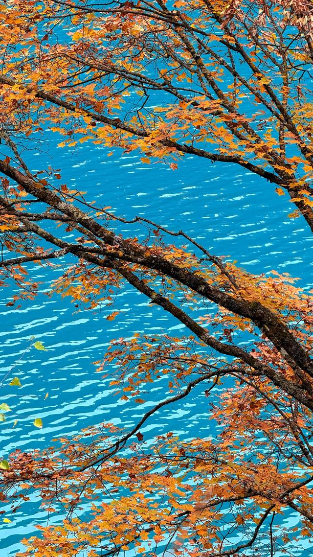 一日游暴走2.5w步，九寨沟遇见最美的秋天，色彩斑斓如童话世界！