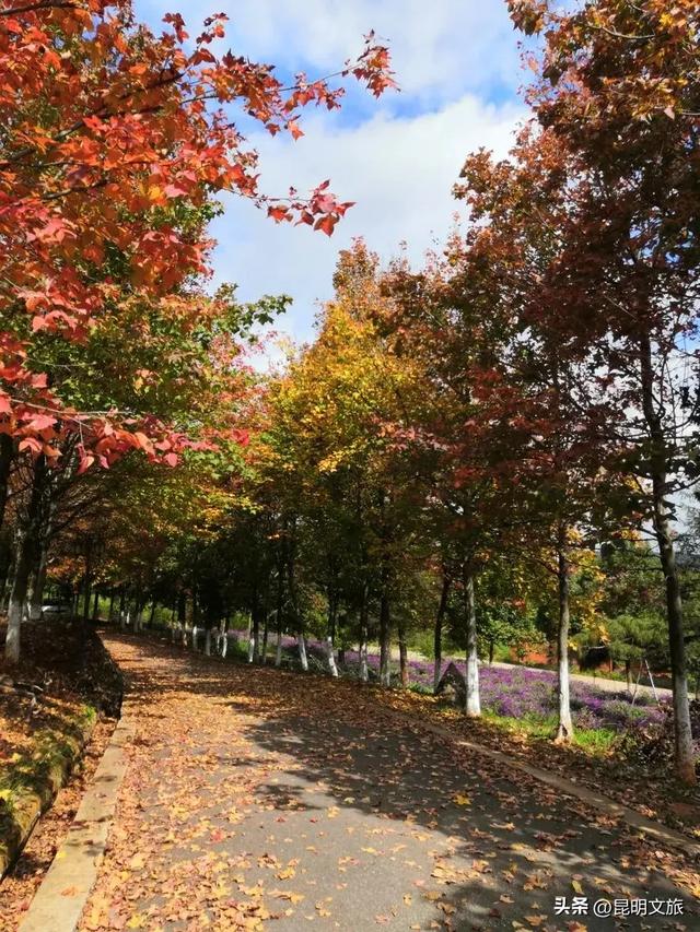 初冬氛围感出片计划,走起!昆明这份打卡攻略速速收藏→