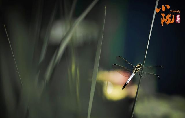 【小陇画报·429期】永靖秋韵：黄河之畔的诗意画卷