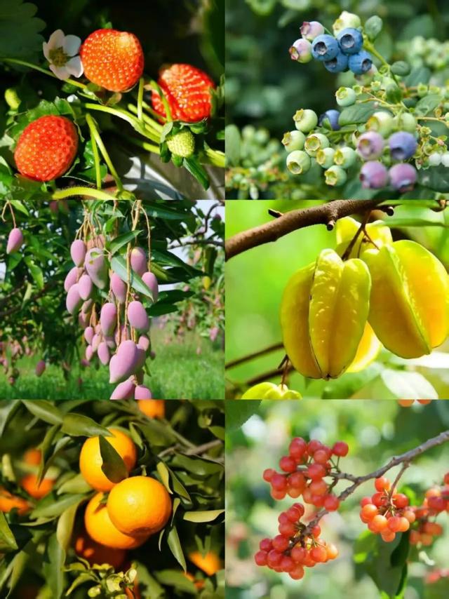 冬天到攀枝花晒太阳是定律来的！