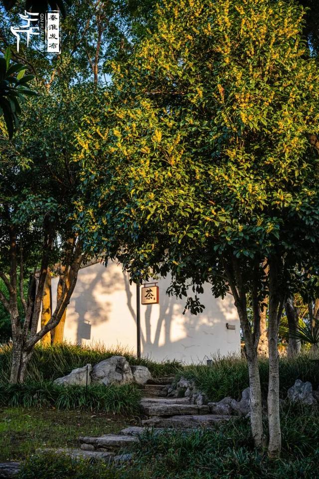 花样秦淮｜秋桂