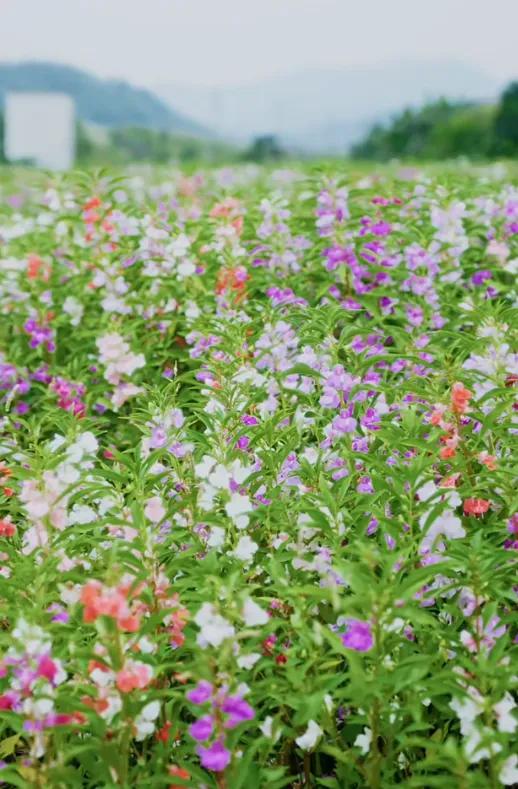 秋日限定！速来围观肇庆的绝美风光~