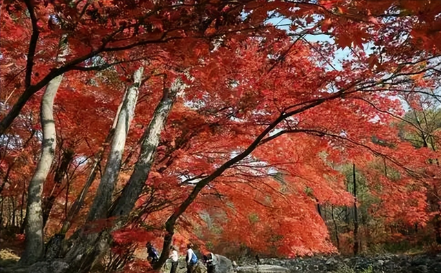 红叶竟为“新生”色？两大争议难分高下，实验给出方向