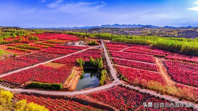 免费送票！西海岸这片杜鹃花海美到心坎上了