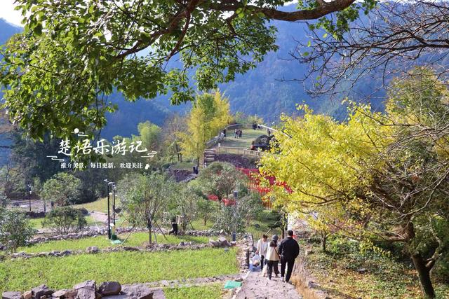 浙江宁波这片风景又火了，银杏林开始进入最佳观赏季，千万别错过