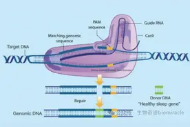 你了解CRISPR-Cas9基因敲入（knock-in）吗？图片