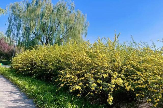 半日休闲游玩 | 牡丹+流苏+多巴胺花海，好拍到停不下来