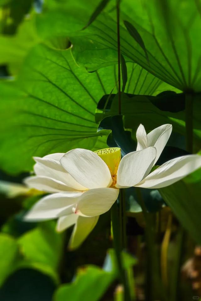 快去！成都金秋赏桂NO.1，地铁3号线直达，错过等一年！