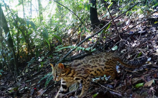 河南洛阳出现“石虎”，躲在草丛中被无人机拍到，眼神非常警惕