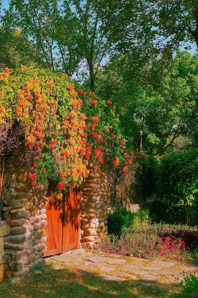 弥勒炮仗花瀑布，太出片了！多个打卡点→