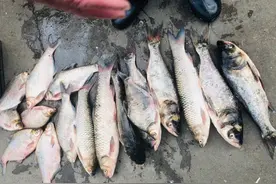 这五种鱼尽量不要吃，便宜也不能买，身体容易吃出问题！图片