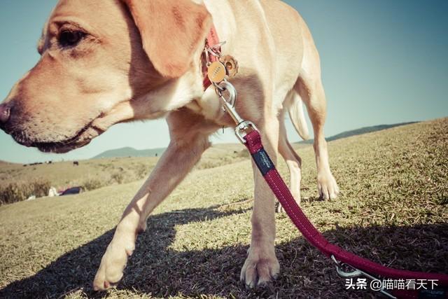 17小时的泰山攀登：一只导盲犬引发的权利风暴