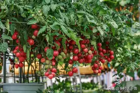 哪些蔬菜不能重茬种？哪些不能挨着种？哪些可以连续种？这里全了图片