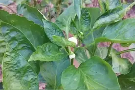 辣椒追肥三大忌！错用一勺少收二十斤，救活术曝光，红椒挂满枝头图片