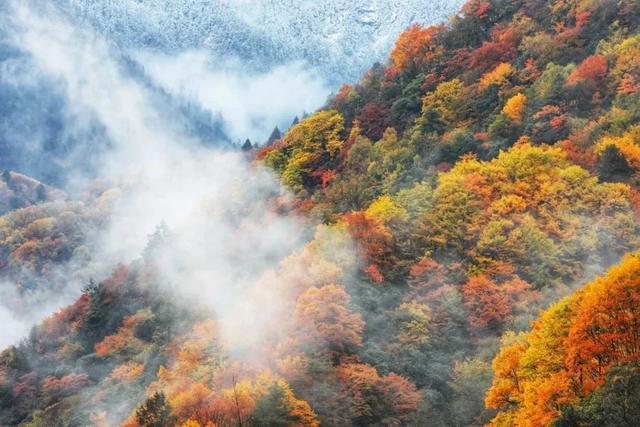 金戈铁马古青溪 熊猫彩林唐家河丨唐家河红叶季系列活动精彩来袭……
