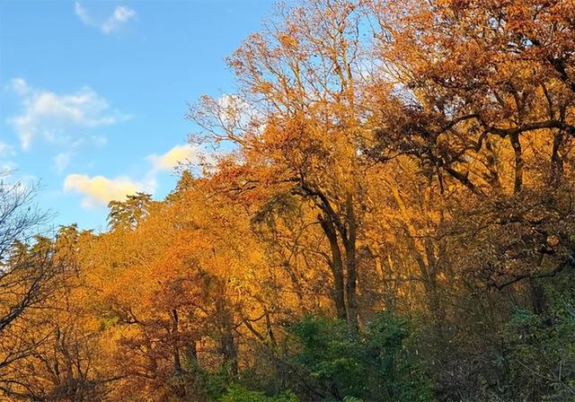 秦岭金秋美如画 层林尽染引客来