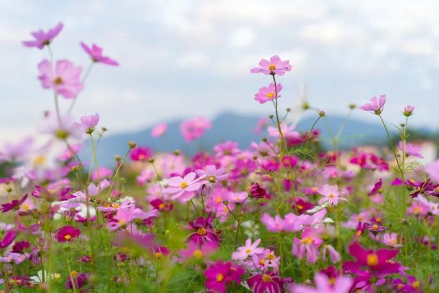格桑花开！共赴一场反季的浪漫