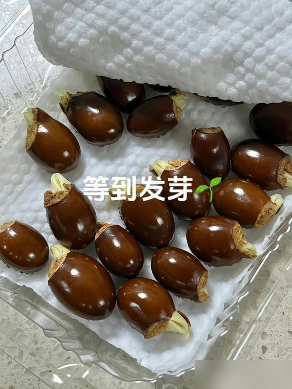 福建一姑娘把“荔枝核”泡水里，两周长成“粉盆栽”，太治愈了