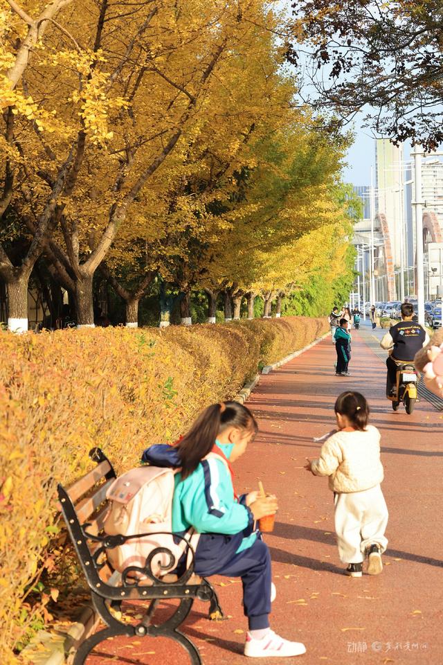 最是银杏橙黄时，打卡贵阳观山湖的冬日暖景