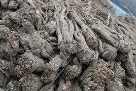 从170元跌至70元！2025年这种药材还能不能种？还有投资价值不？图片