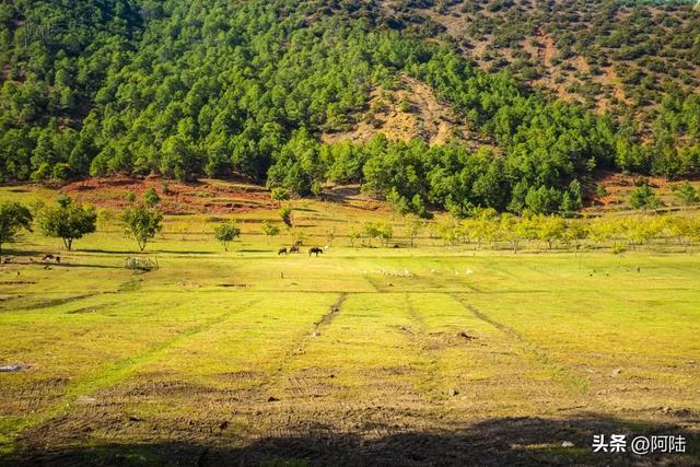 泸沽湖畔也有青青草原，除了牛马羊外，还放养着不少黑猪和白猪
