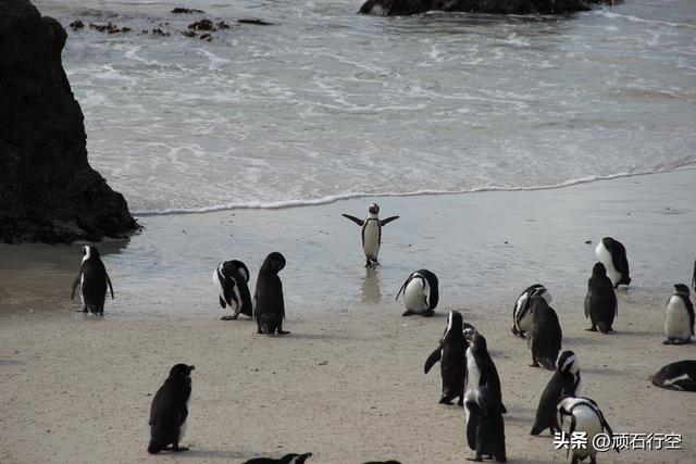 南部非洲：南非开普敦企鹅岛