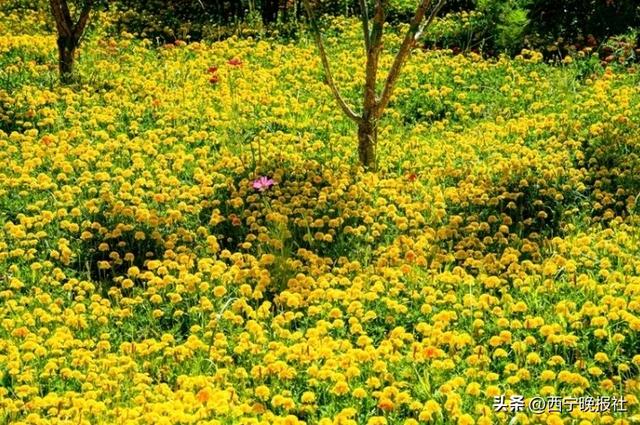 北山美丽园72亩孔雀草花朵绽放